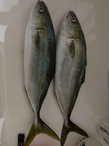 イナダの釣果