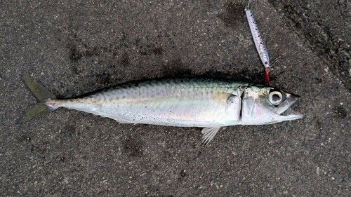 サバの釣果