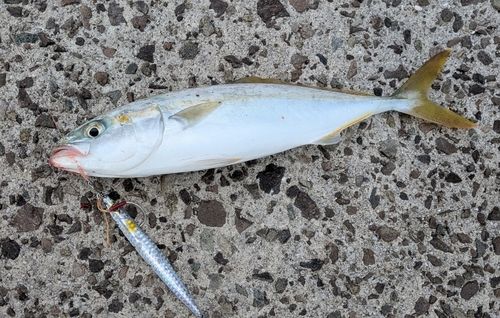 ヤズの釣果