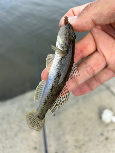 ハゼの釣果