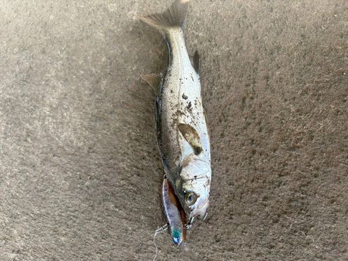 セイゴ（マルスズキ）の釣果