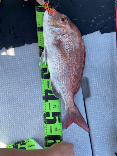 タイの釣果