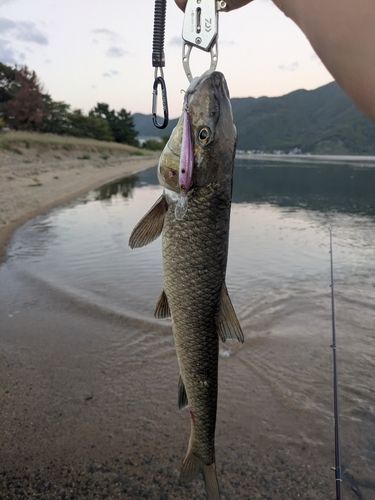 ニゴイの釣果