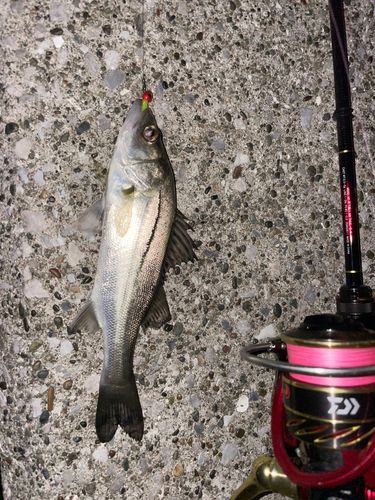 シーバスの釣果