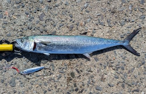 サゴシの釣果