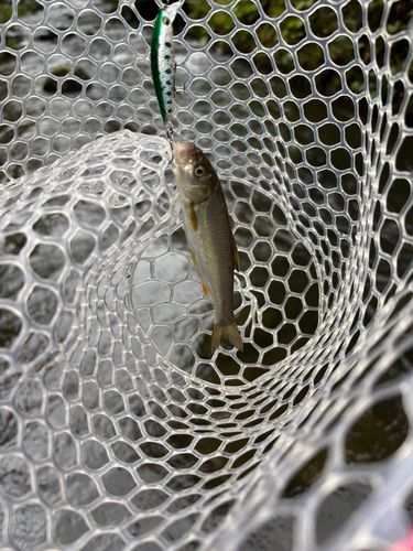 ウグイの釣果