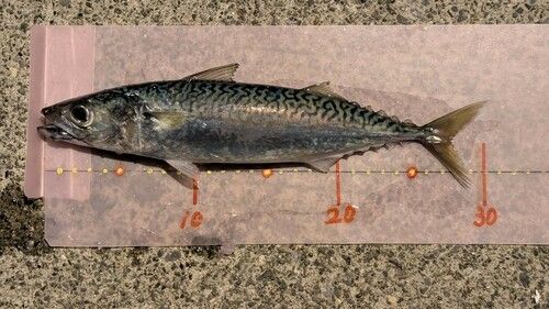 サバの釣果