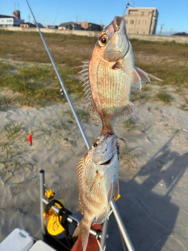 キスの釣果