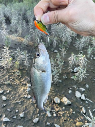 セイゴ（マルスズキ）の釣果