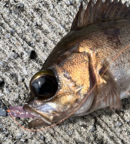 メバルの釣果
