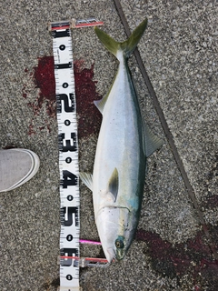ワラサの釣果