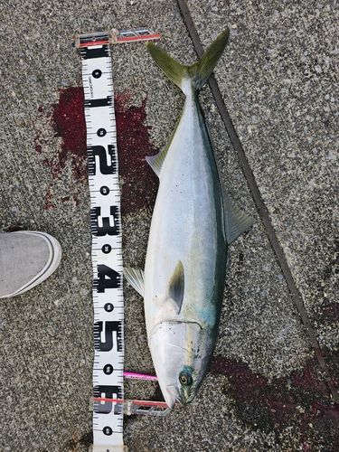 ワラサの釣果