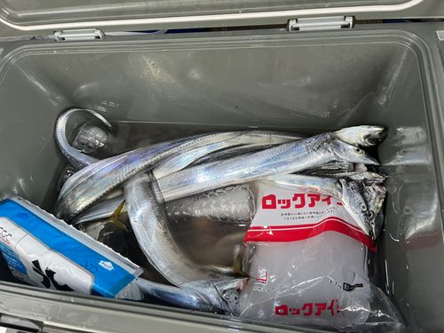 タチウオの釣果