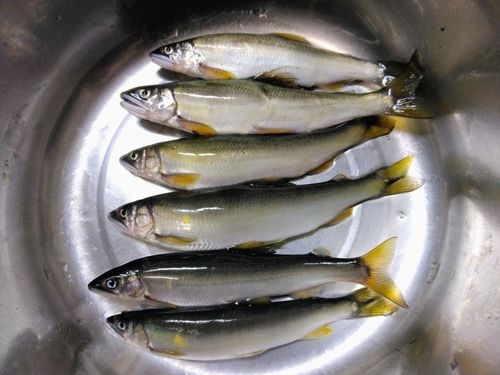 アユの釣果