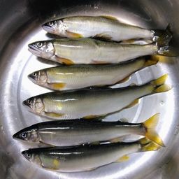 アユ