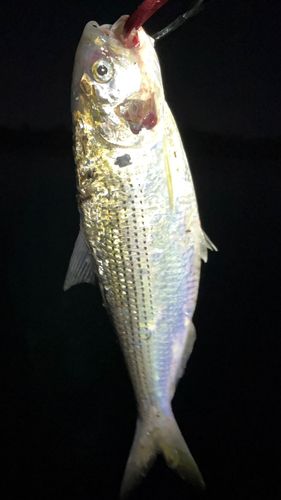 コノシロの釣果