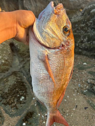 タイの釣果