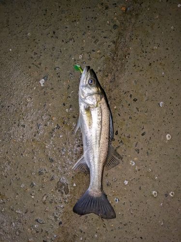 ダツの釣果