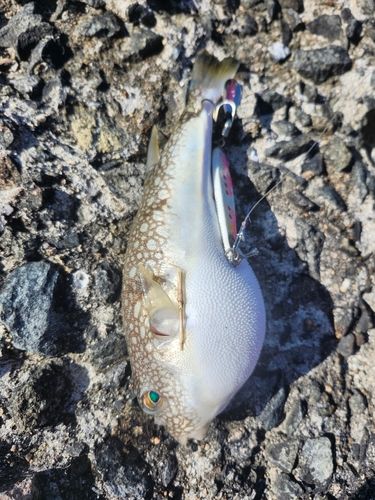 フグの釣果