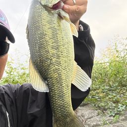 ラージマウスバス