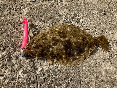 ヒラメの釣果