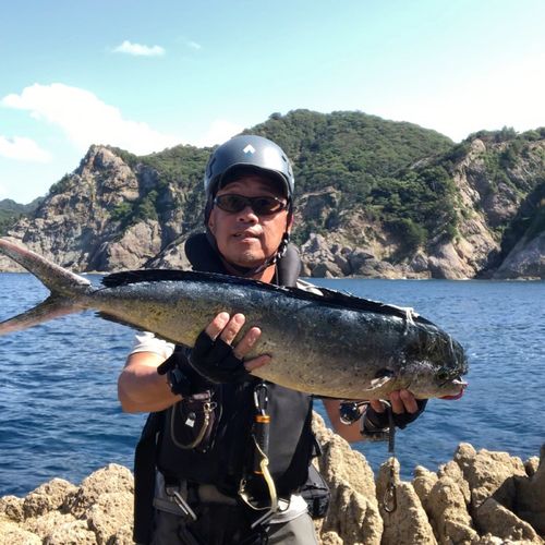 シイラの釣果
