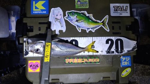 マアジの釣果