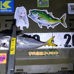 マアジ