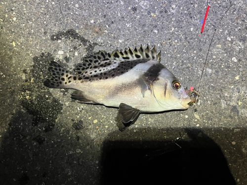 コショウダイの釣果