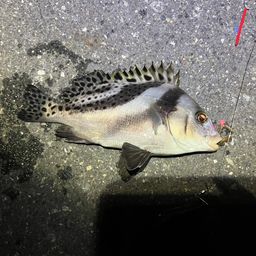 コショウダイ