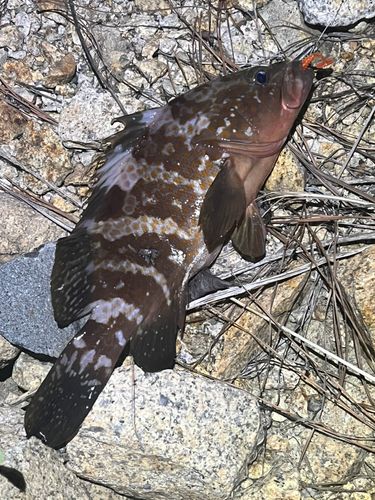アコウの釣果