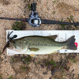 ラージマウスバス