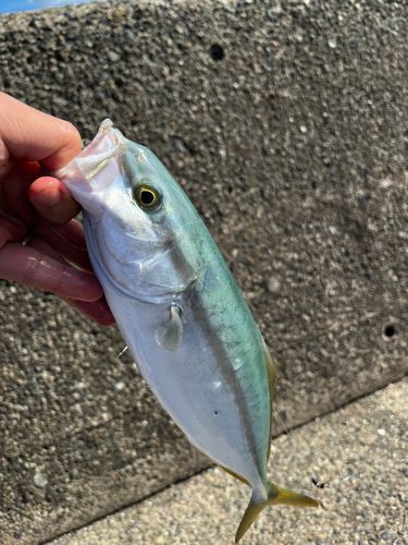 ツバスの釣果