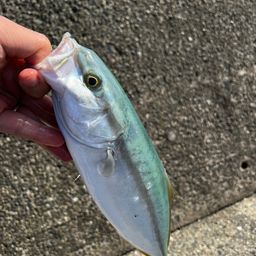 ツバス