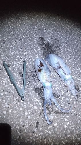 イカの釣果