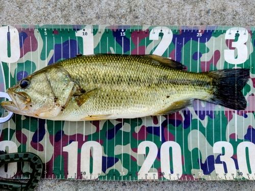 ラージマウスバスの釣果