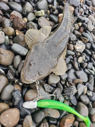 マゴチの釣果
