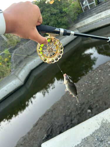 コイの釣果