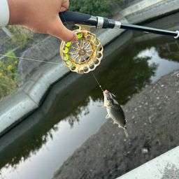 コイ