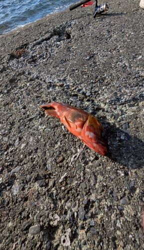 アカハタの釣果