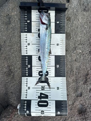 サゴシの釣果