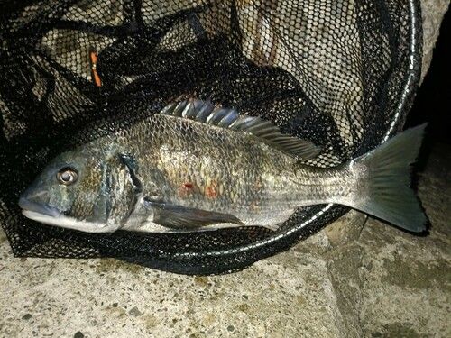 チヌの釣果