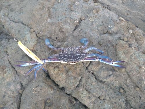 タイワンガザミの釣果