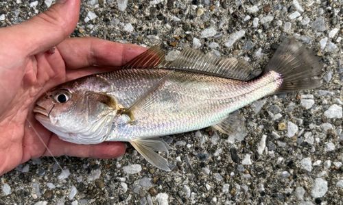 若洲海浜公園海釣り施設