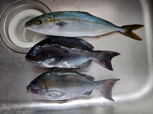 クロメジナの釣果