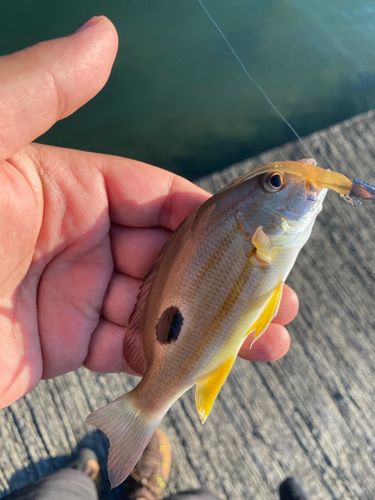 クロホシフエダイの釣果