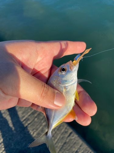 メッキの釣果