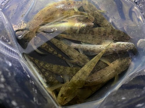 マハゼの釣果