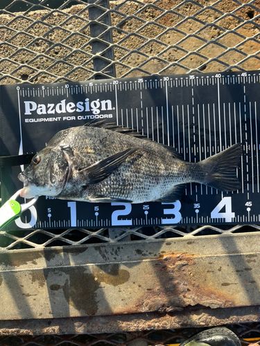 クロダイの釣果