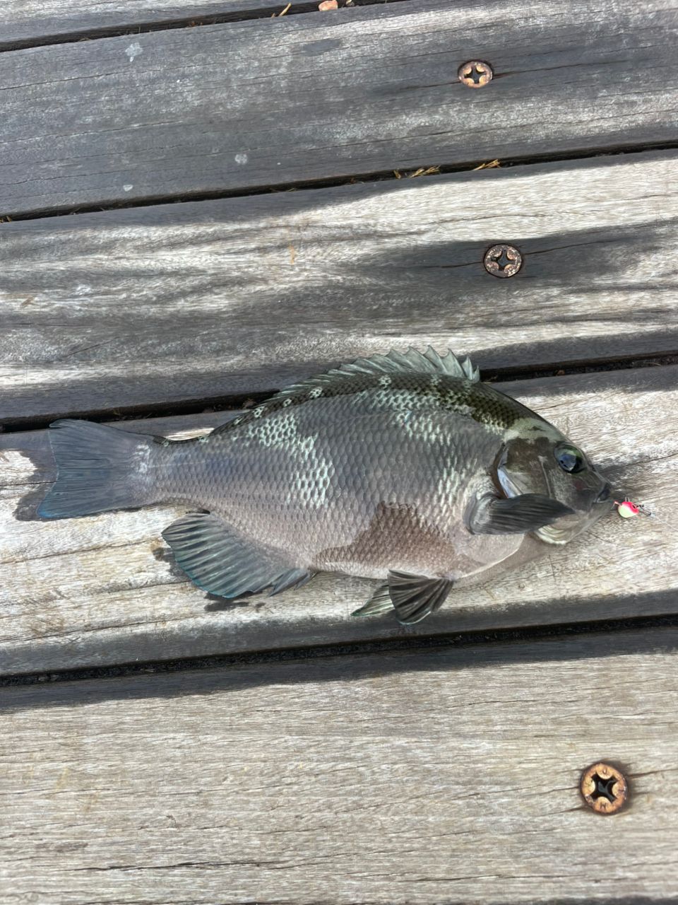 DAIWA 16メバリング X 78L-Sの最安値・インプレ・釣果 | 本音の